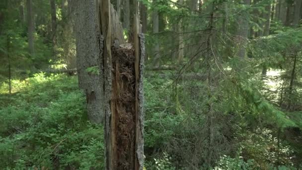 Стародавній Змішаний Ліс Зламане Дерево Передньому Плані Падає Дерево Задньому — стокове відео