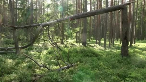 古老的混交林倒下的树 放大后 — 图库视频影像