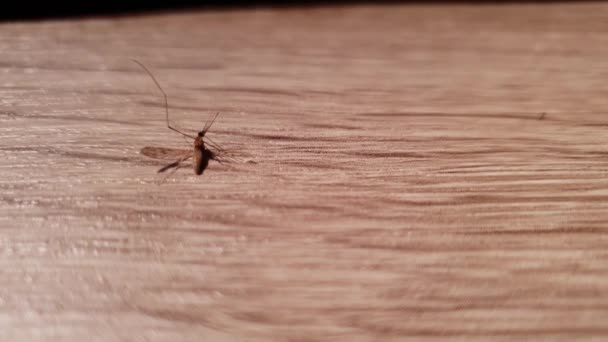 Half Dead Mosquito Still Moving Fighting Life Static Close Shot — Stock Video