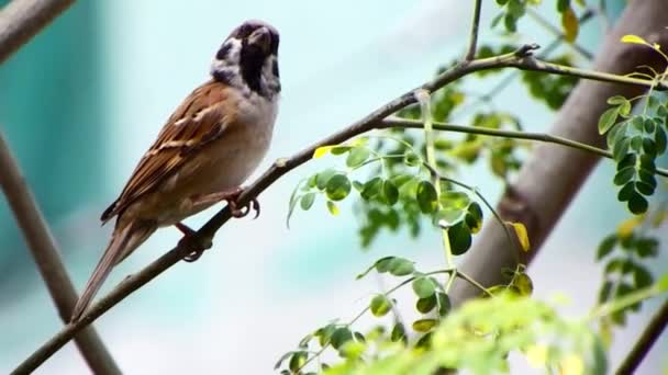 Typische Kleine Mus Neemt Een Pauze Een Tak Van Een — Stockvideo