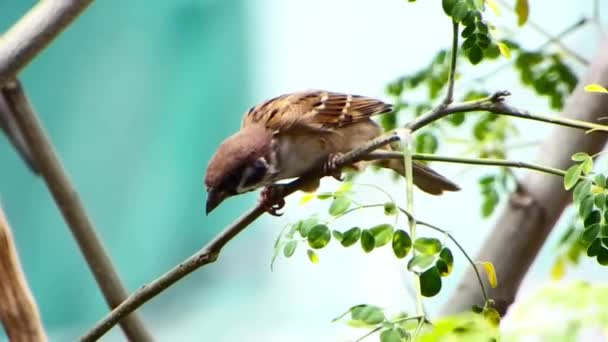 Típico Gorrión Toma Descanso Una Rama Árbol Cebú Filipinas — Vídeo de stock