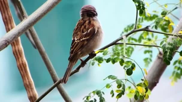 Típico Gorrión Toma Descanso Una Rama Árbol Cebú Filipinas — Vídeos de Stock