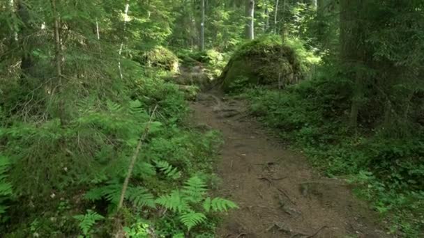 Antica Foresta Mista Passerella Sui Massi Inclinazione — Video Stock