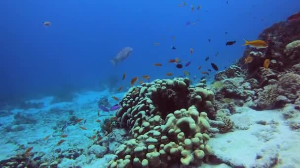 Chuletas Peces Licuado Bordes Blancos Nadan Alrededor Coloridos Arrecifes Coral — Vídeos de Stock