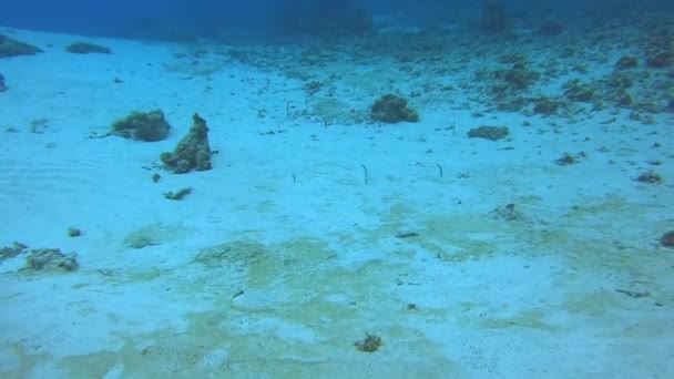Gartenaale Verstecken Sich Sand Als Sich Kameramann Taucher Nähern Unterwasser — Stockvideo