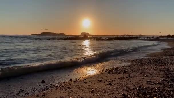 Strand Zonsondergang Achtergrond Met Wilde Vogels Vliegen Ongebreideld Duiken Voor — Stockvideo