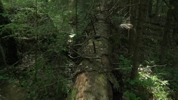 Antiga Floresta Mista Uma Árvore Caída Mosquito Câmara Inclinada Para — Vídeo de Stock