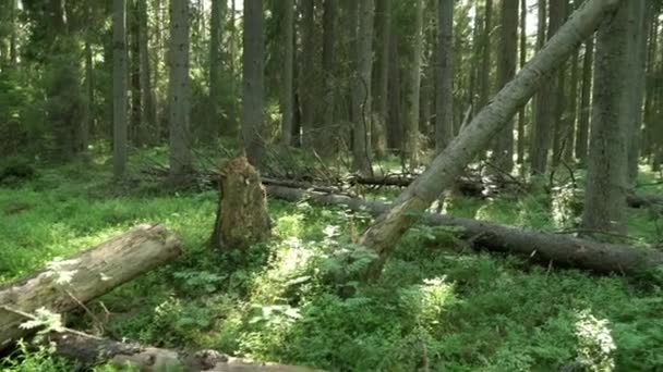 Forntida Blandskog Brustet Torkat Träd Kameran Rör Sig Till Höger — Stockvideo