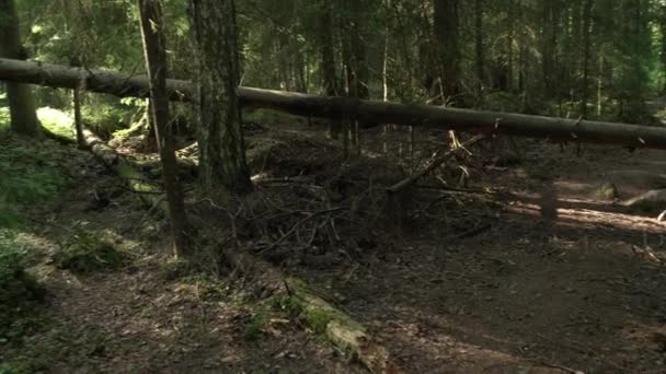 古老的混交林在森林小径上倒下的树 全景向左移动 — 图库视频影像