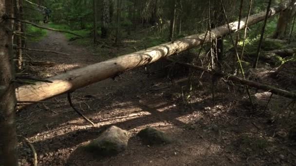 Antiguo Bosque Mixto Árbol Caído Sobre Sendero Del Bosque Cámara — Vídeos de Stock