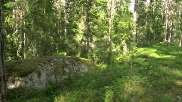 Antiek Gemengd Bos Enorme Rotsblok Panoramische Beweging Naar Rechts Bosweg — Stockvideo