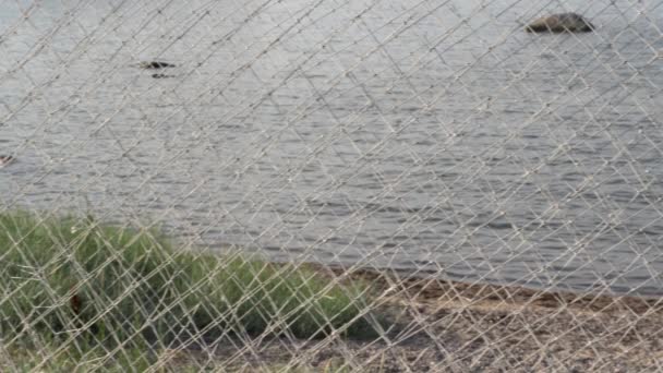 Steine Wasser Leichter Wind Ostsee Finnischer Meerbusen Ksmu Küste Gefilmt — Stockvideo