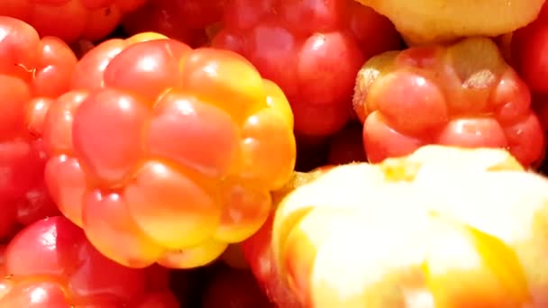 Golden Cloudberries Extreme Nahaufnahme Kamera Nach Unten Geneigt — Stockvideo
