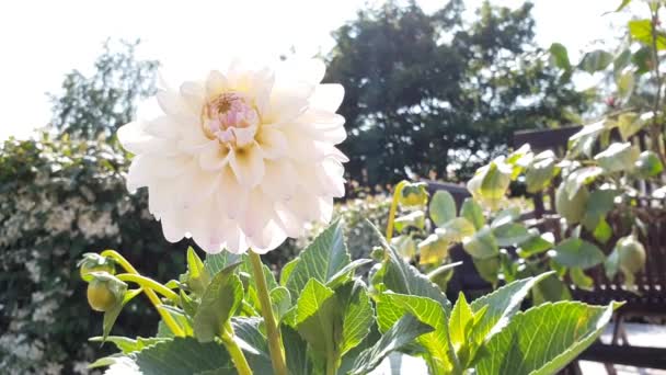 Ren Vit Dahlia Blomma Mot Ljus Himmel — Stockvideo