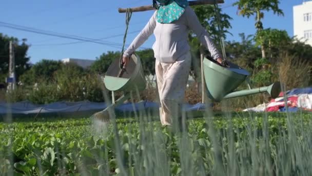 Kadın Tarlaları Sebzeleri Sulama Kovalar Omzunda Slung Organik Kentsel Tarım — Stok video