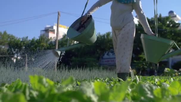 Vietnam Daki Kentsel Şehir Çiftliği Nde Sebze Bahçesi Kadın Suyu — Stok video