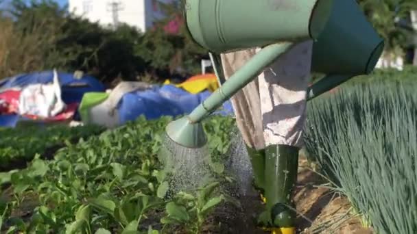 Çiftçi Suları Organik Sebze Bahçesi Sulama Kutuları Yapraklardaki Yavaş Damlacıkları — Stok video