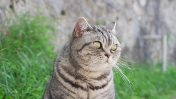 胖胖的猫坐着四处张望 — 图库视频影像