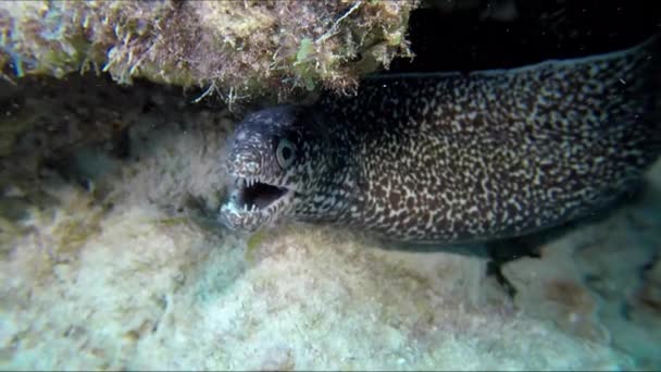 Moray Anguilla Sotto Rocce Vista Vicino — Video Stock