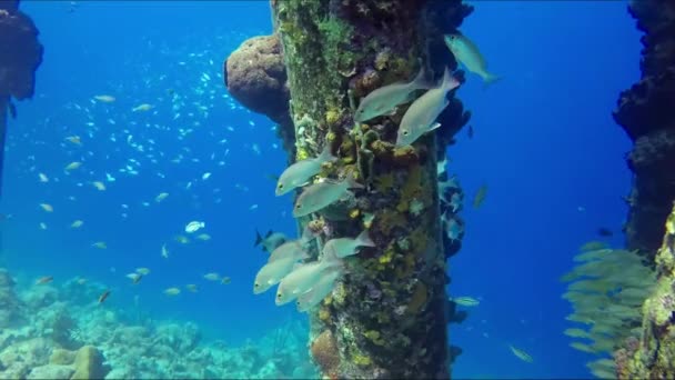 Underwater Pier Piling Coral Polyps Flock Different Fishes — Stock Video