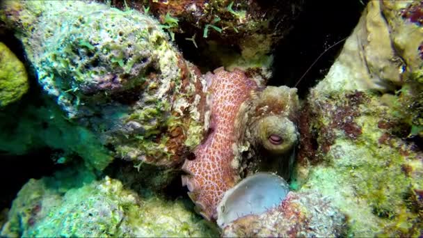 Ein Bunter Oktopus Der Sich Den Felsen Des Riffs Versteckt — Stockvideo