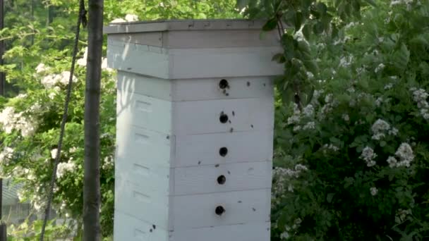 White Wooden Beehive Bees Flying Slow Motion — Stock Video