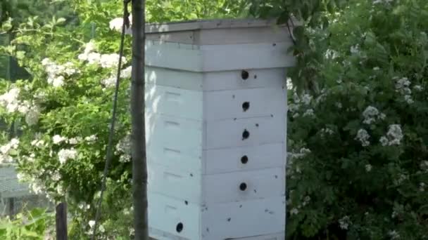 Bijen Vliegen Slow Motion Rond Een Witte Houten Bijenkorf — Stockvideo