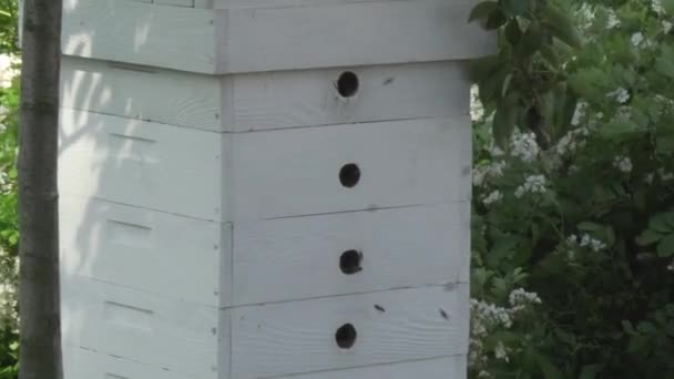 Pszczoły Latające Wokół Ula Ogrodzie — Wideo stockowe