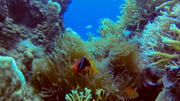 Medium Shot Tomato Clownfish Plavání Hravě Panning Colourful Coral Fps — Stock video