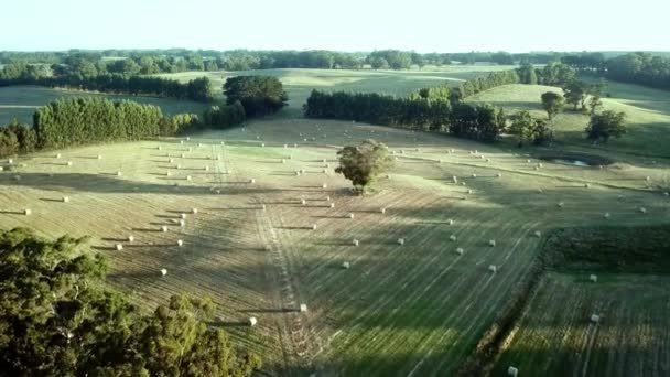 Imágenes Aéreas Haybales Redondos Con Largas Sombras Tarde Campo Cerca — Vídeos de Stock