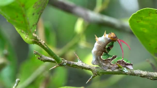 Orchard Swallowtail Housenka Zobrazuje Navíjí Červené Osmeterium — Stock video