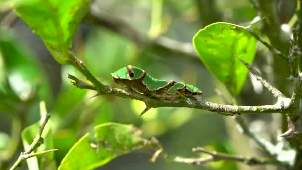 Chenille Verte Est Assise Immobile Sur Une Brindille Balançant Dans — Video