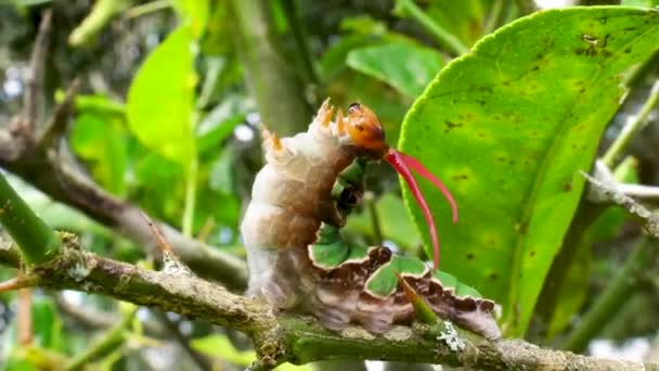 Bruco Coda Rondine Verde Macro Con Meccanismo Difesa All Osmeterio — Video Stock