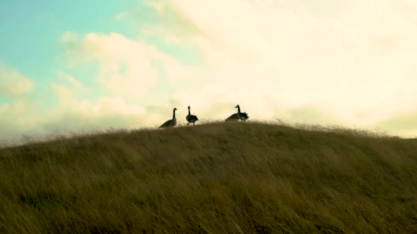 Quattro Oche Canadesi Una Collina Erbosa Fila Pronte Volare Bella — Video Stock