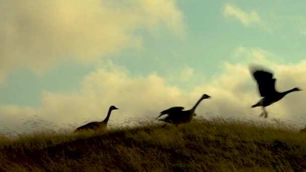 Four Silhouetted Canada Geese Lined Grassy Hill Gracefully Taking Flying — Stock Video