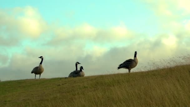 Four Canadian Geese Together Grassy Hill Beautiful Moving Clouds Background — Stock Video