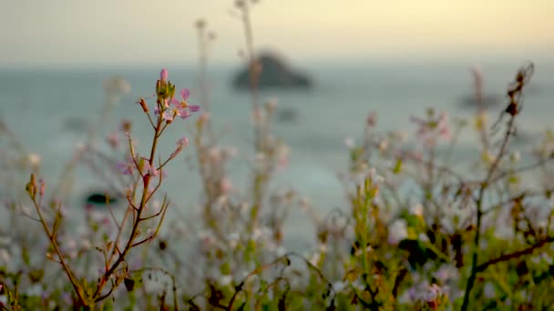 Hermosas Flores Silvestres Acantilado Con Vistas Océano Pacífico Balanceándose Suavemente — Vídeos de Stock