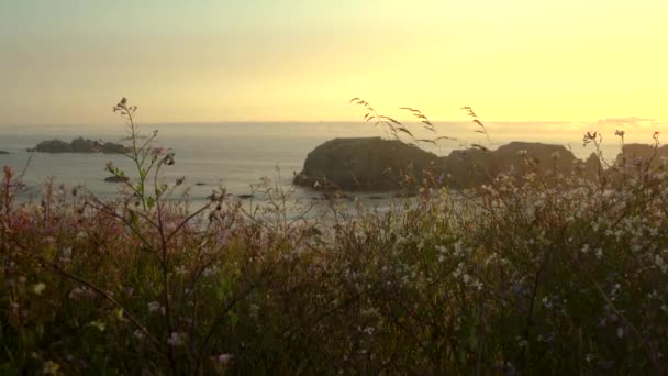 位于美国俄勒冈州班顿市的一座俯瞰大象头岩形成的悬崖上 野花在风中摇曳 宁静的自然景观 — 图库视频影像