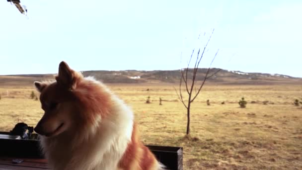 毛毛狗在田里玩耍 在房子周围带着秋天的色彩 由罗宁S稳定的索尼A7Iii慢动作和常规速度投篮 — 图库视频影像