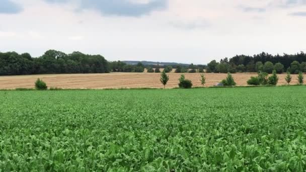 Mezőgazdasági Földköpeny Cukorrépával Enyhe Szellővel Hlucinskóban Szilézia Cseh Köztársaság Valamint — Stock videók