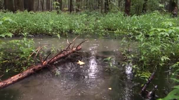Chuva Uma Floresta Com Uma Pequena Poça Gotas Caindo Nela — Vídeo de Stock
