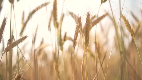 Поле Пшениці Вітрі Заході Сонця — стокове відео