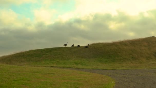 Groep Van Canada Ganzen Rusten Een Golfbaan Camera Zoomen — Stockvideo