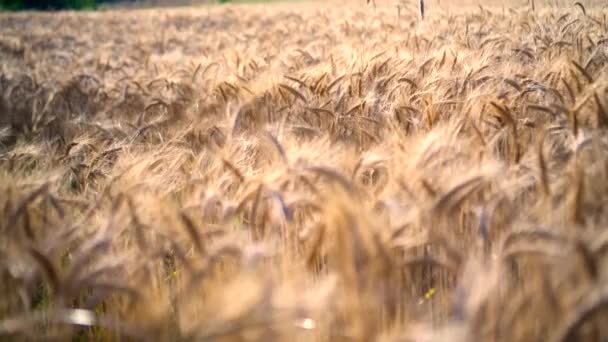 Поле Пшениці Вітрі Заході Сонця — стокове відео