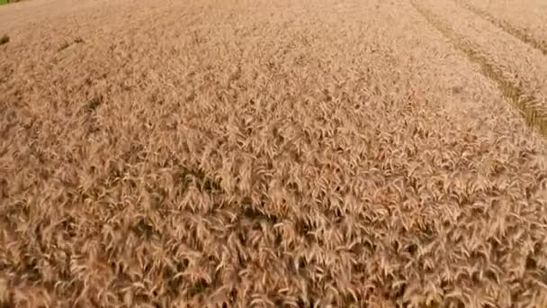 Політ Над Пшеничним Полем Заході Сонця — стокове відео