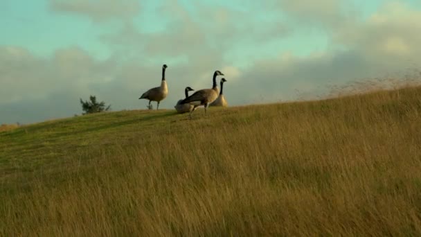 Uno Stormo Oche Canadesi Che Gironzolano Una Collina Erbosa Dell — Video Stock