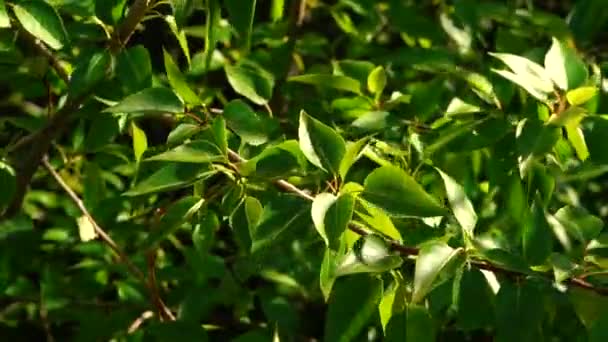 Několik Záběrů Zelené Trávy Při Západu Slunce Krásný Podzimní Pocit — Stock video