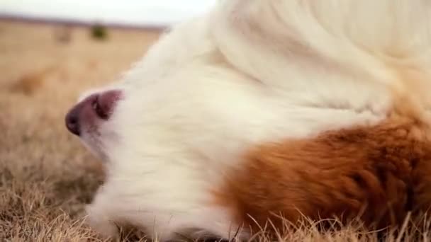 Szőrös Kutya Játszik Területen Ház Körül Őszi Színekkel Hangulat Lassú — Stock videók