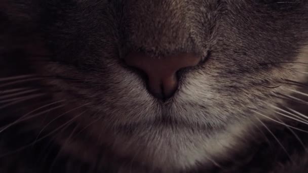 고양이의 휴식을 클로즈업합니다 A7Iii — 비디오
