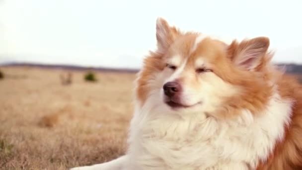 Harige Hond Spelen Het Veld Rond Het Huis Met Herfstkleuren — Stockvideo